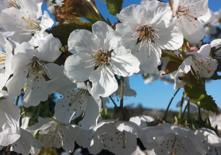 Les fleurs de Bach agissent en harmonisant les émotions néfastes